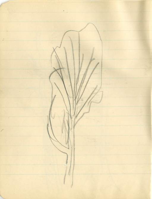 Sketch with branches and outline of leaves