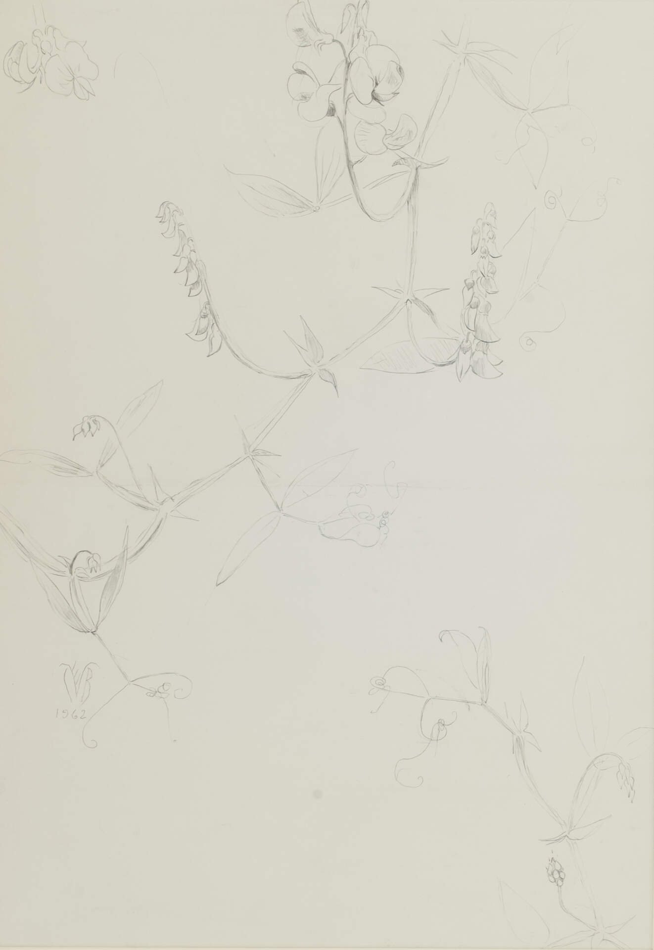 Wild Sweet Peas