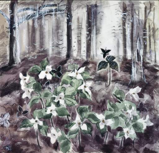 White Flowers in Woods