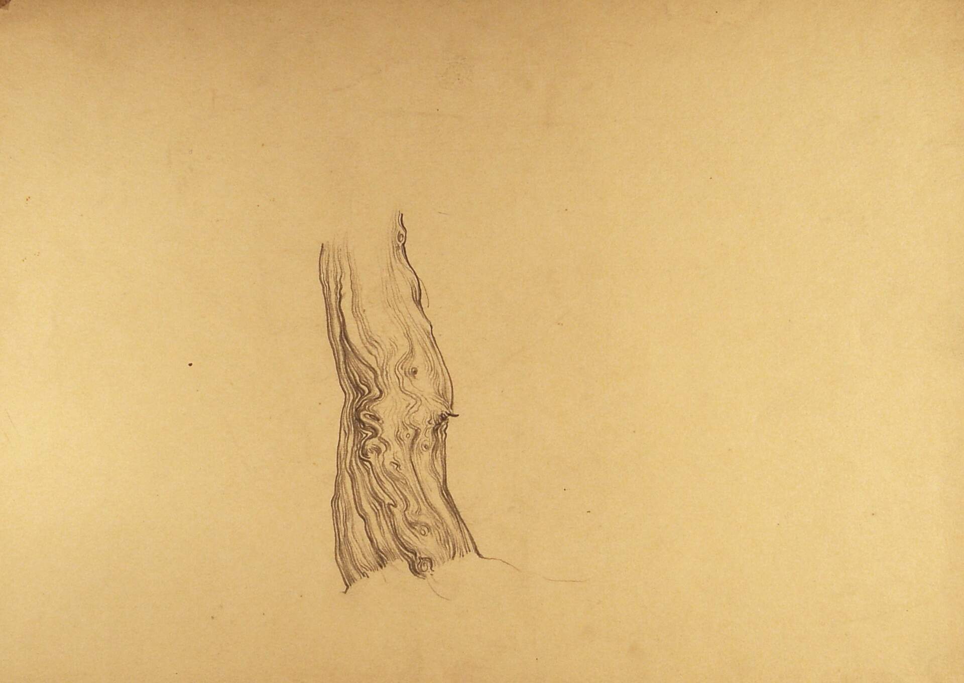 Sketch of Tree Trunk Section