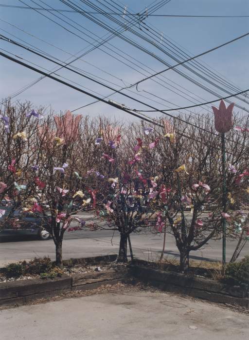 Spring trees, Main St, Williamsville NY