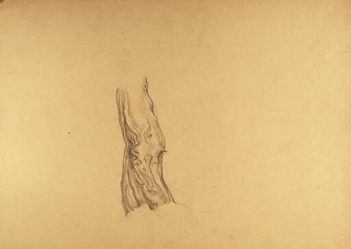 Sketch of Tree Trunk Section