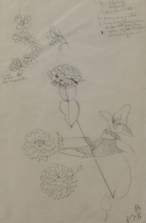 Untitled (Zinnia Sketch)