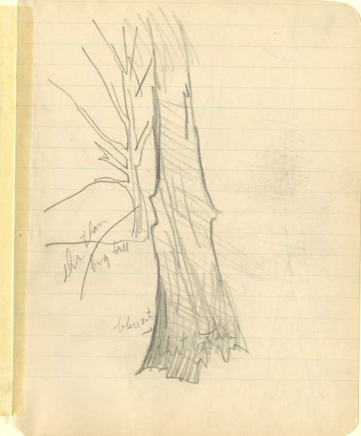 Sketch of tree trunk with smaller tree in background