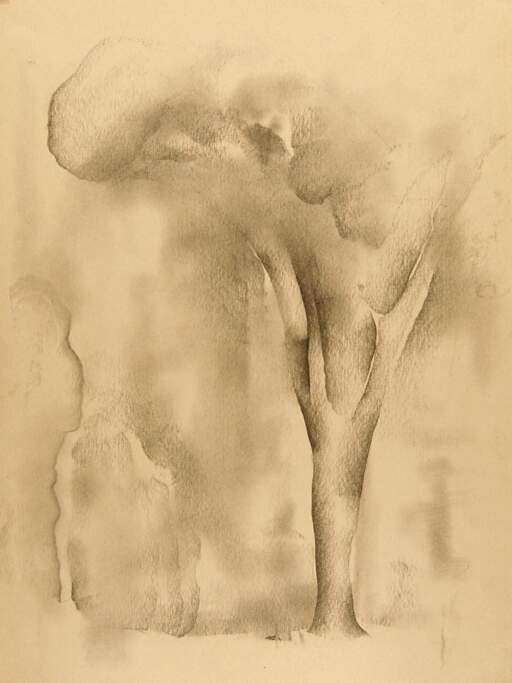 Forest Scene