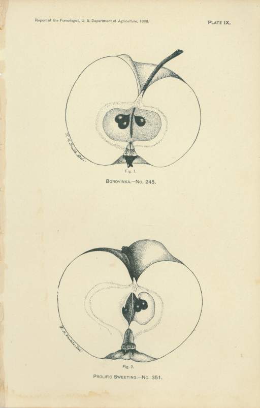 Fig. 1, Borovinka.-No. 245., Fig. 2, Prolific Sweeting. -No. 351.