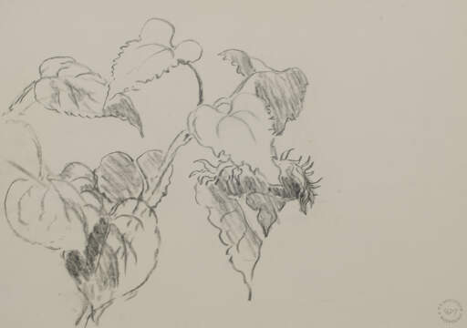 Sunflower Study &ndash; D