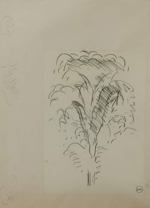Tall Tree