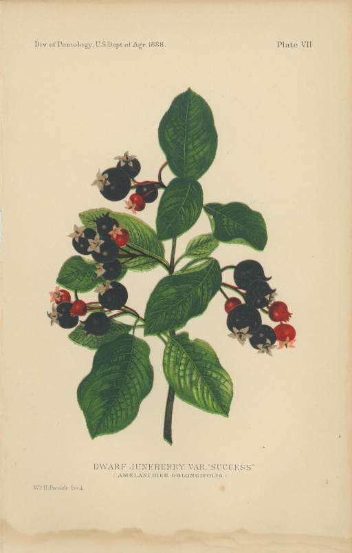 Dwarf Juneberry Var "Success" (Amelanchier Oblongifolia)