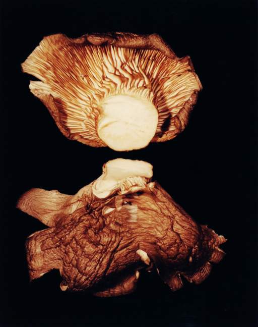 VII. Oyster Shell (Pleurotus ostreatus)