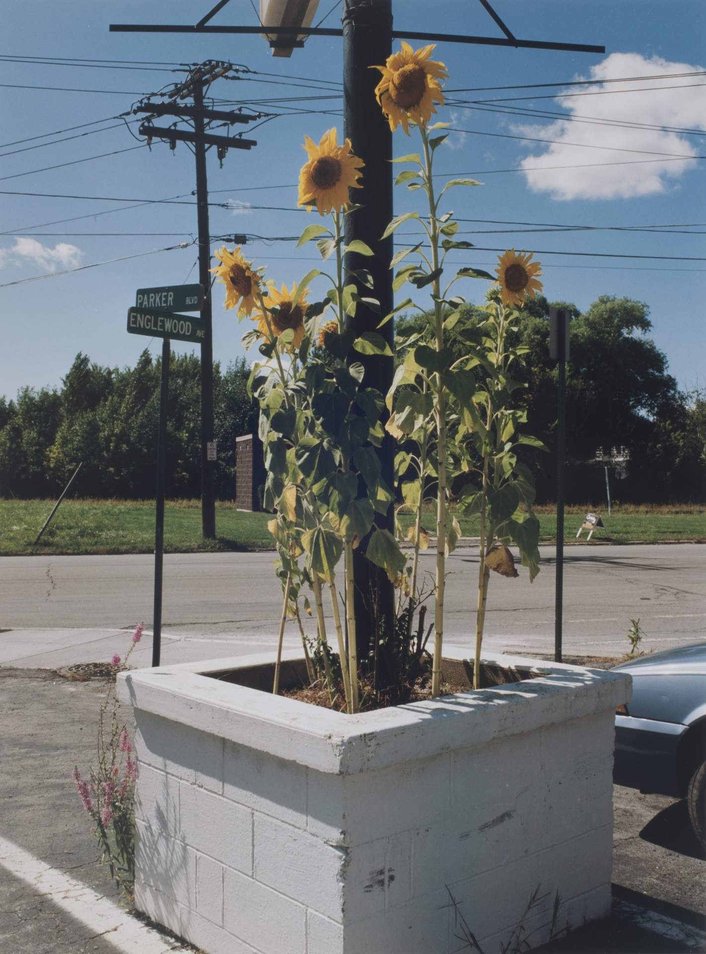 Sunflowers, Englewood Ave, Kenmore NY