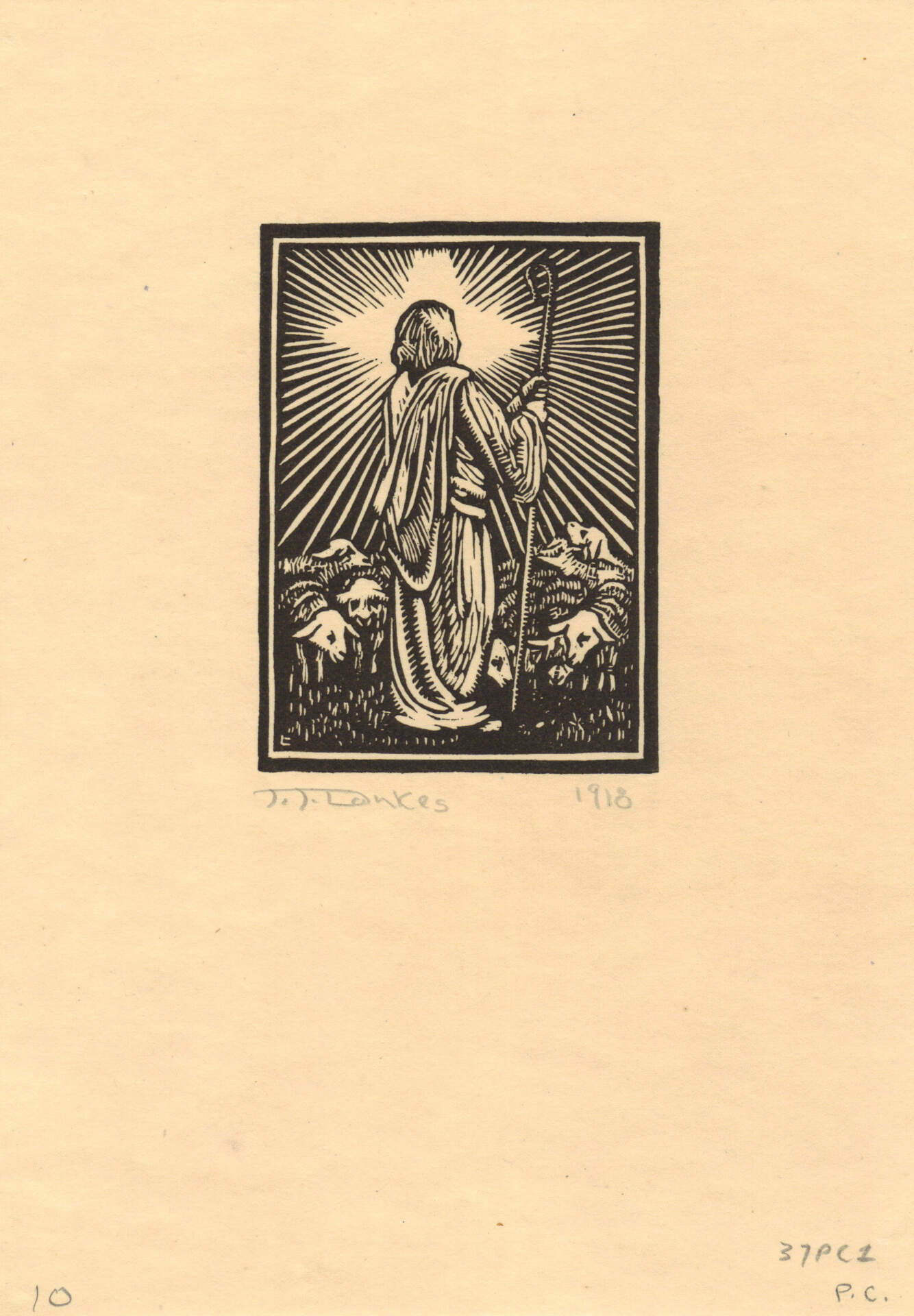 Shepherd