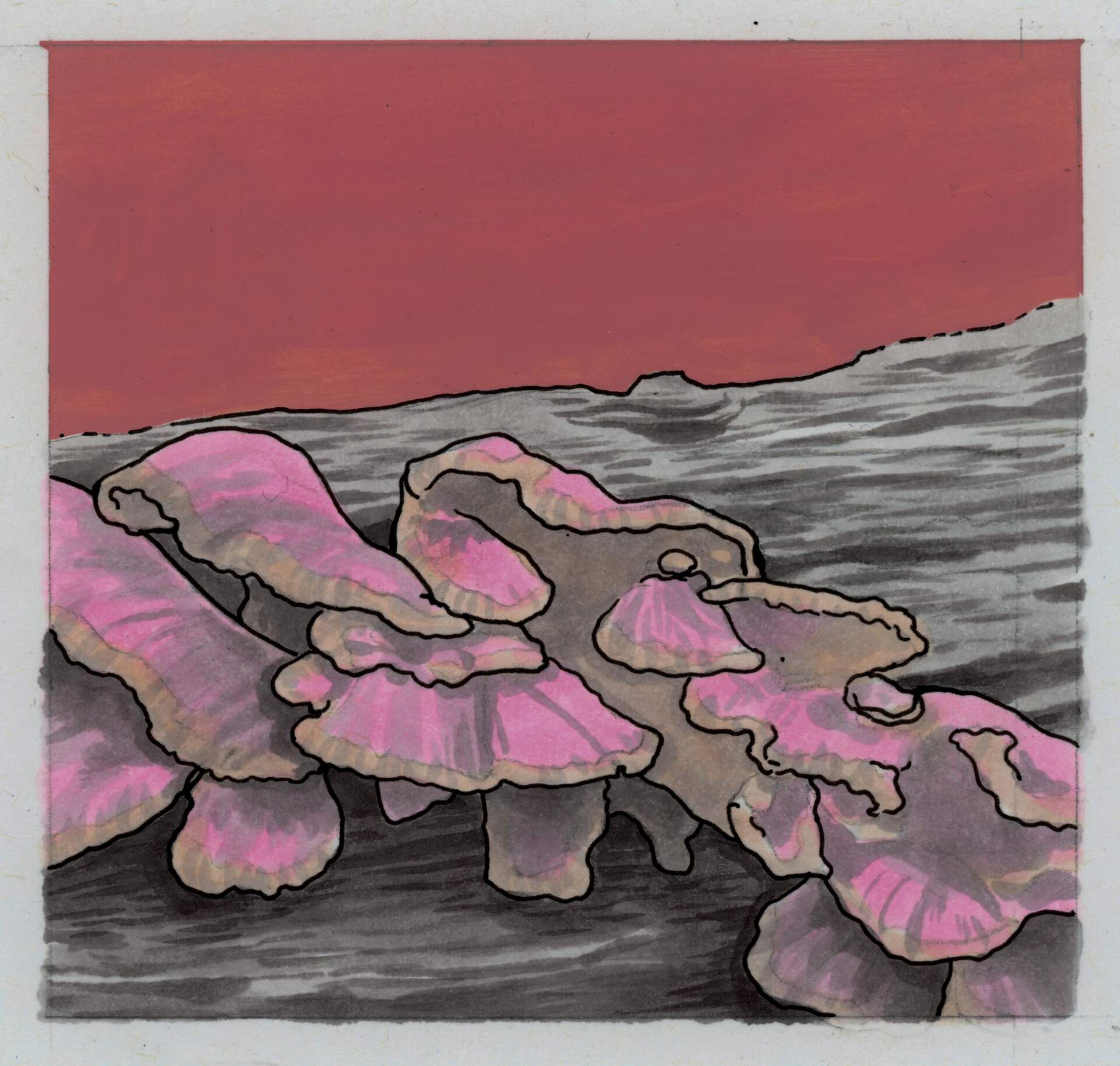 Chicken of the Woods