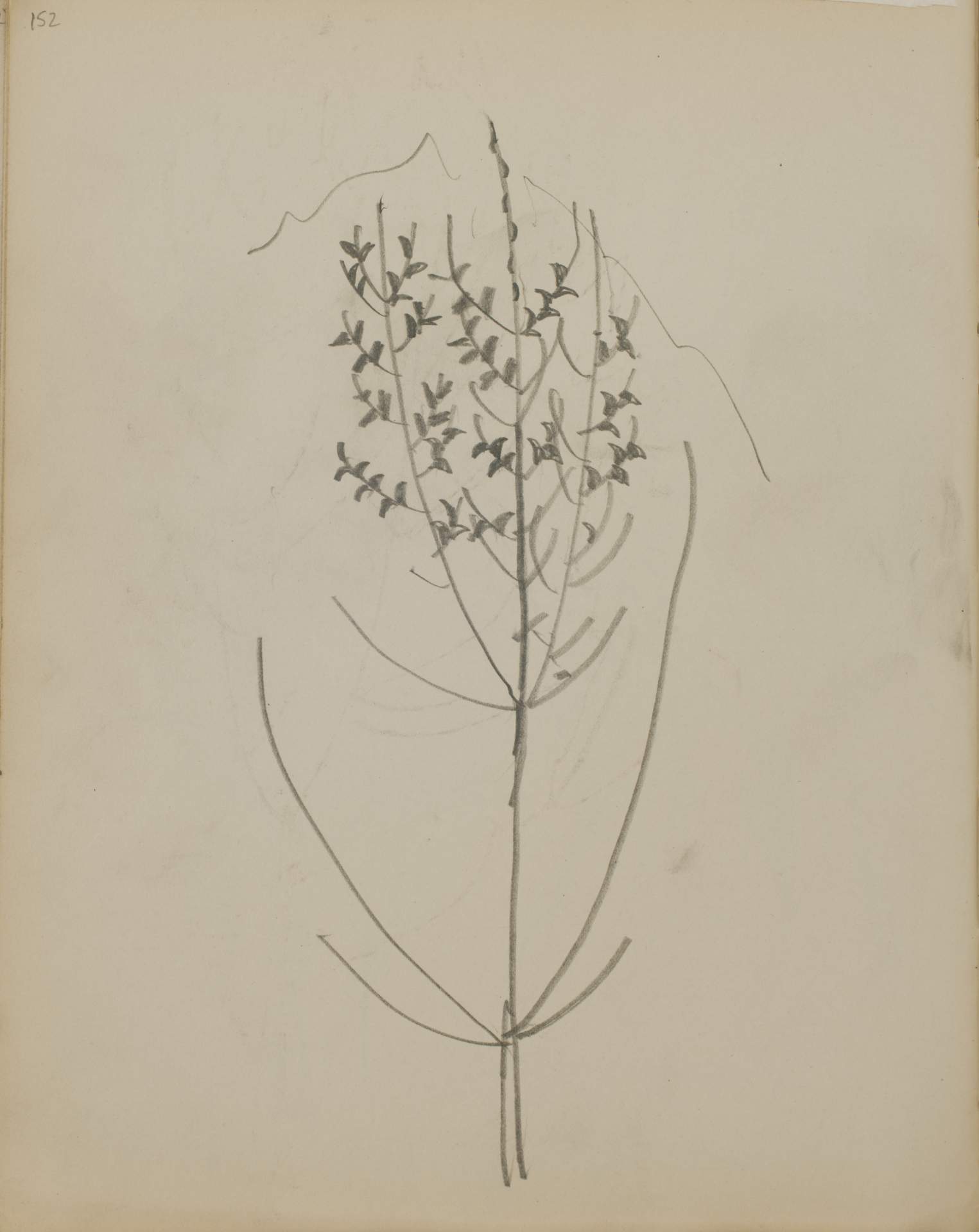 Untitled (sketch of a tree)