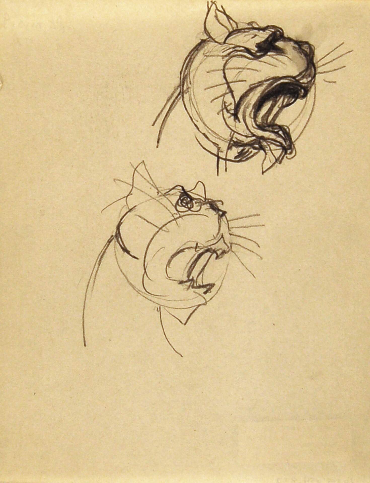 Two Sketches of Cat