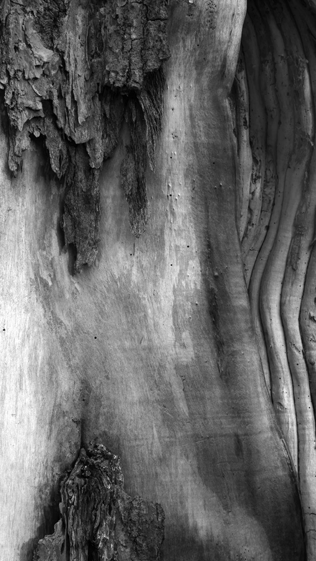 Rotting Tree, Akron Falls, Akron New York