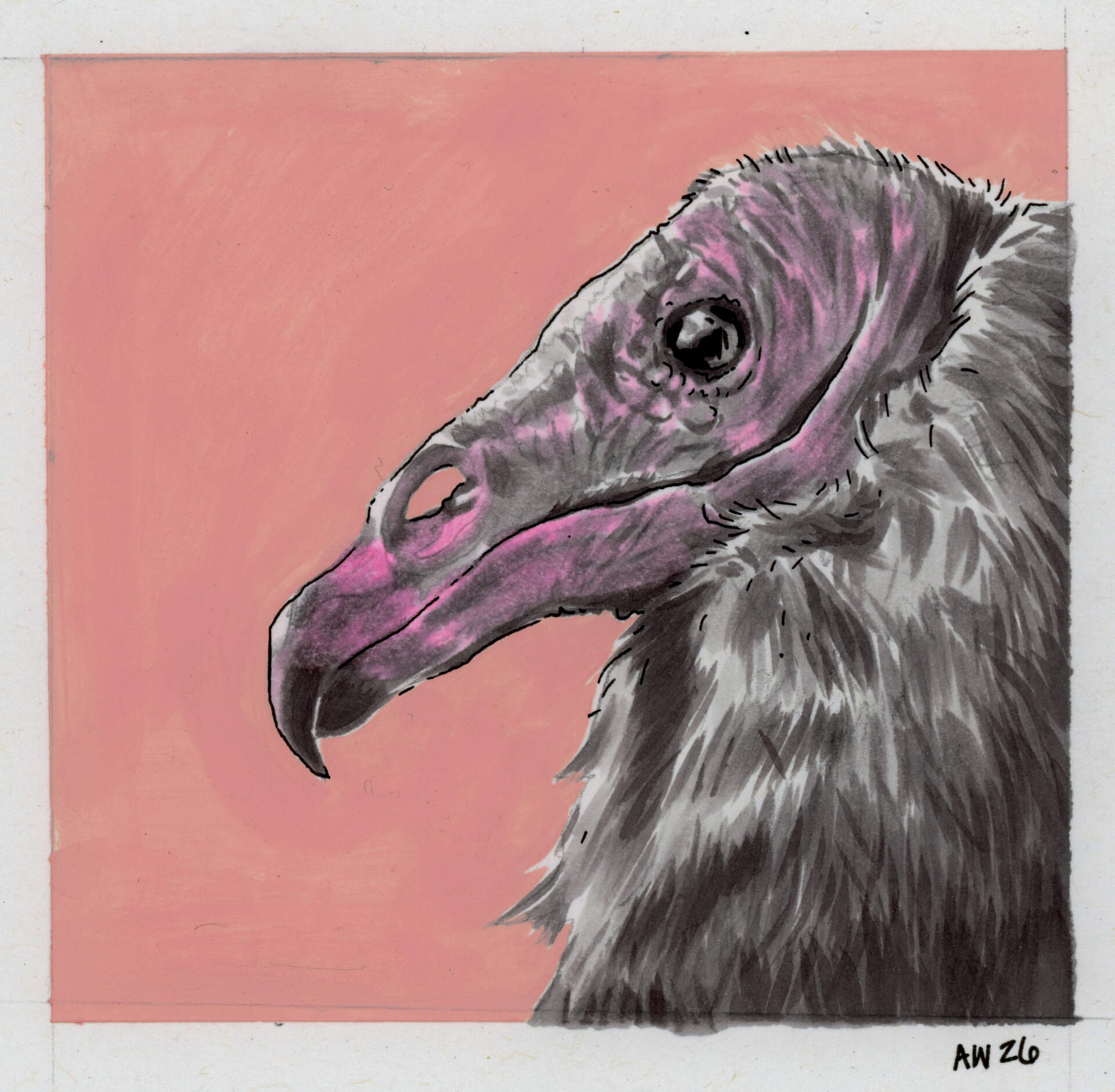 Turkey Vulture