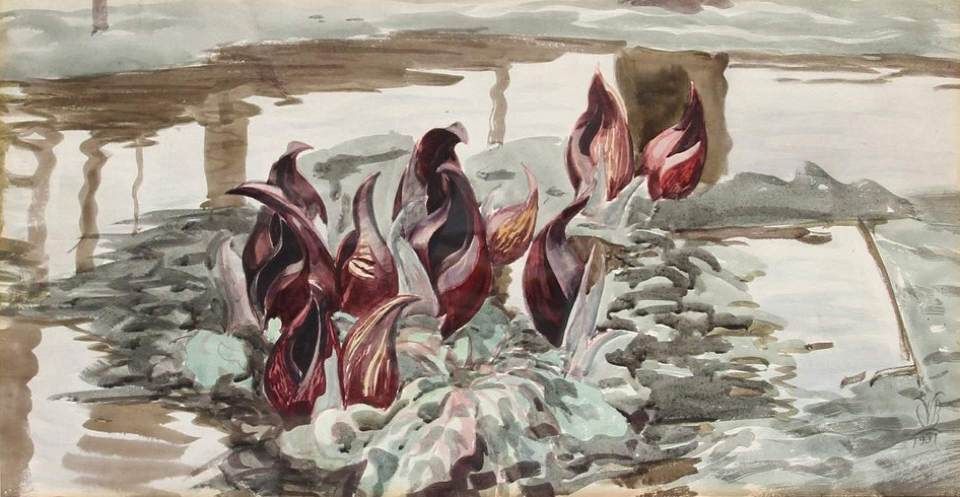 Study for Skunk Cabbage