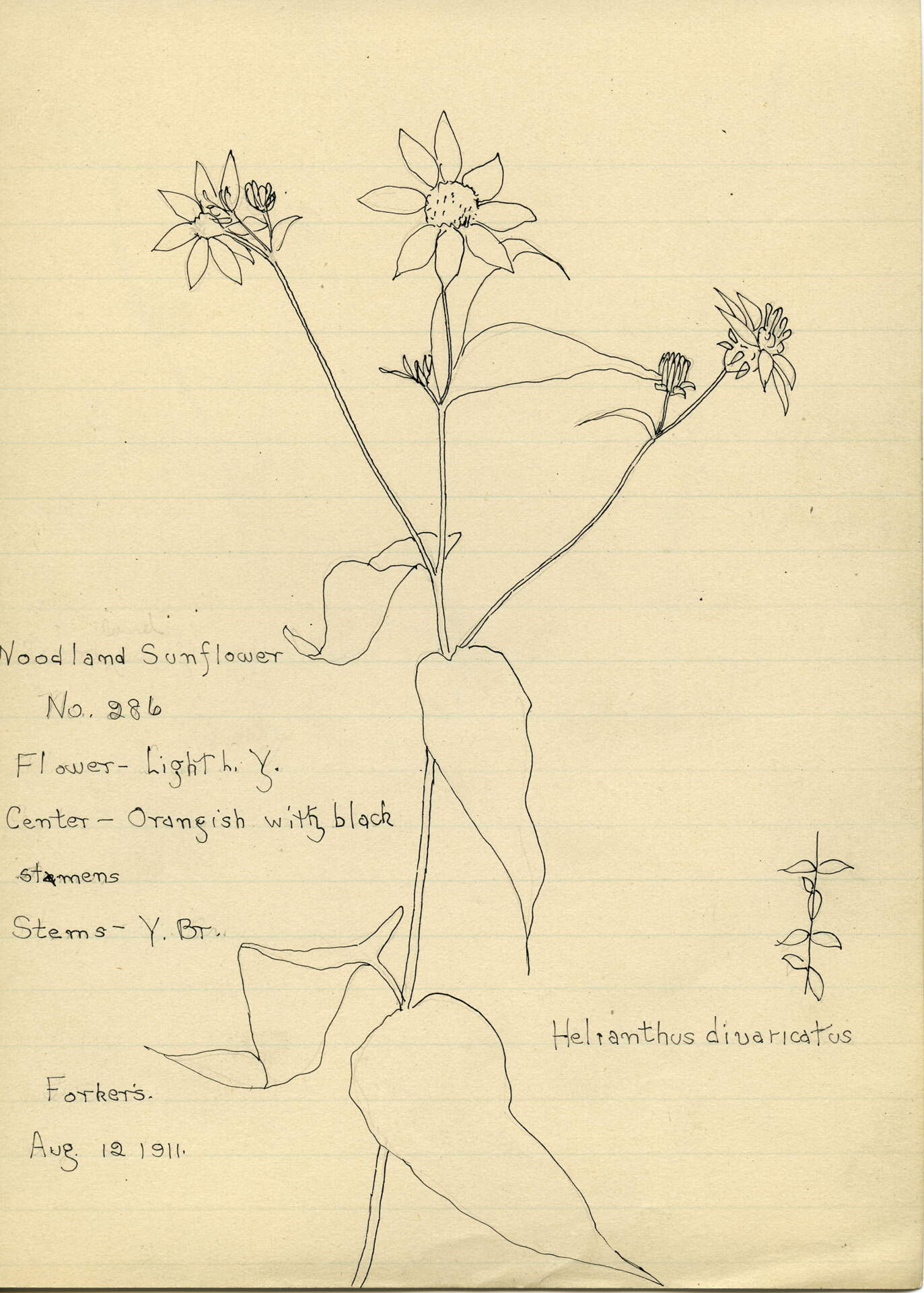 Woodland Sunflower (Helianthus divaricatus)