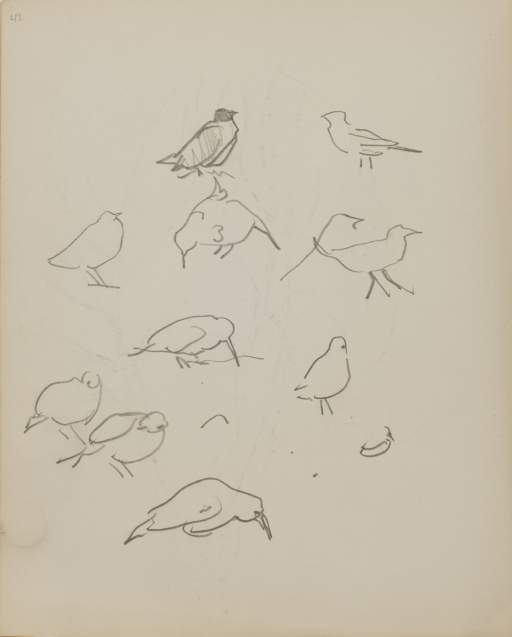 Untitled (sketch of birds)