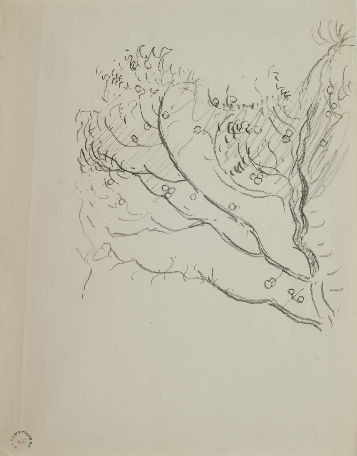Branch of a Fruit or A Nut Tree