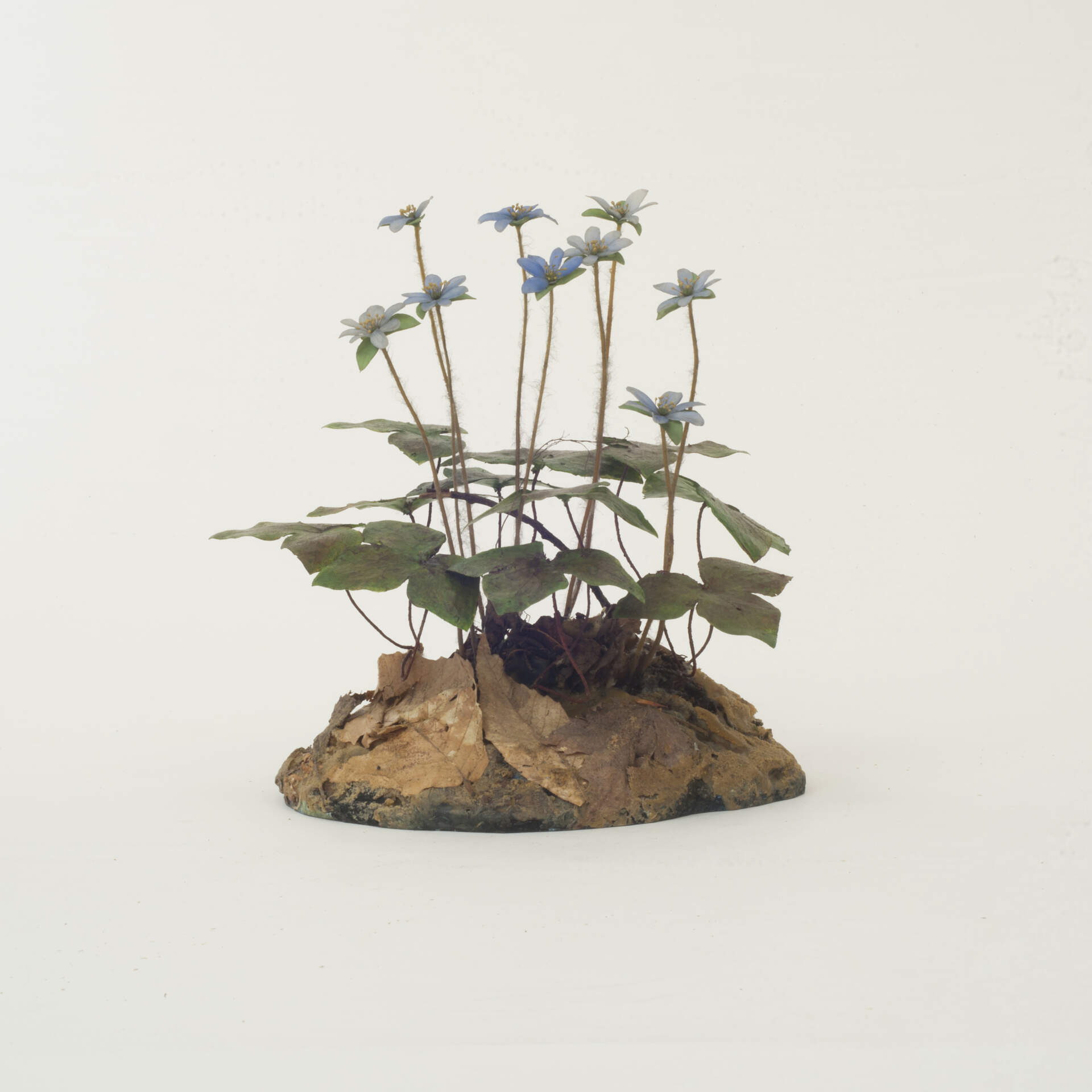 Blunt-Leaved Hepatica (Hepatica americana)