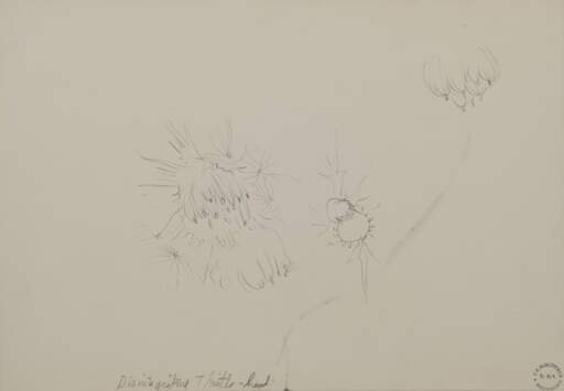 Disintegrating Thistle Head