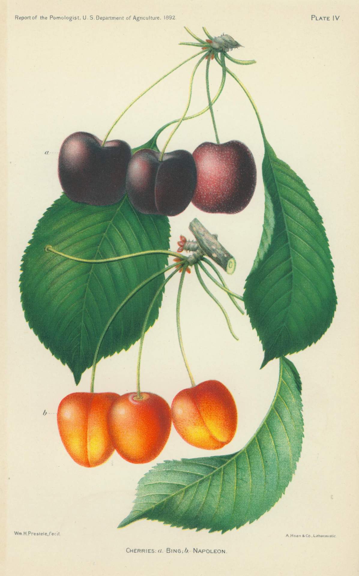 Cherries: a.- Bing, b.- Napoleon