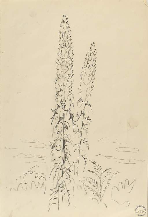 Mullein, From Genesee Road at Moore