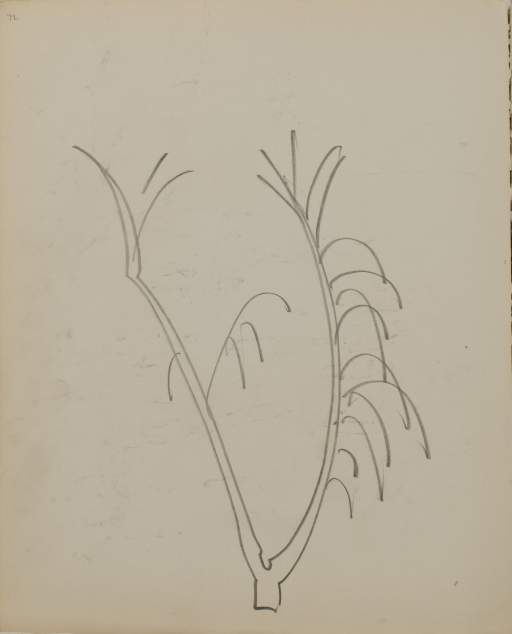Untitled (sketch of tree branch)