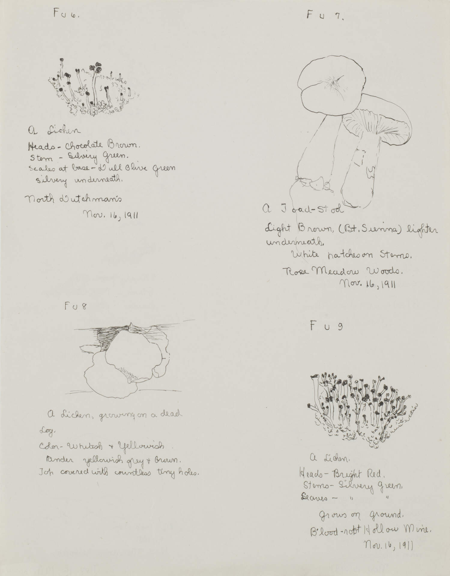Mushroom Botanicals
