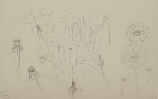 Dandelions G