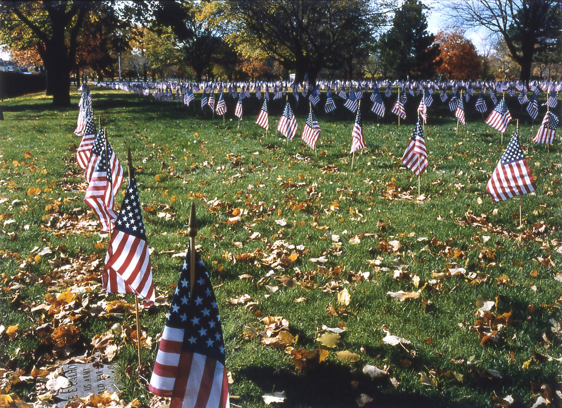Veterans Day flags, Forest Lawn Cemetery, Buffalo NY