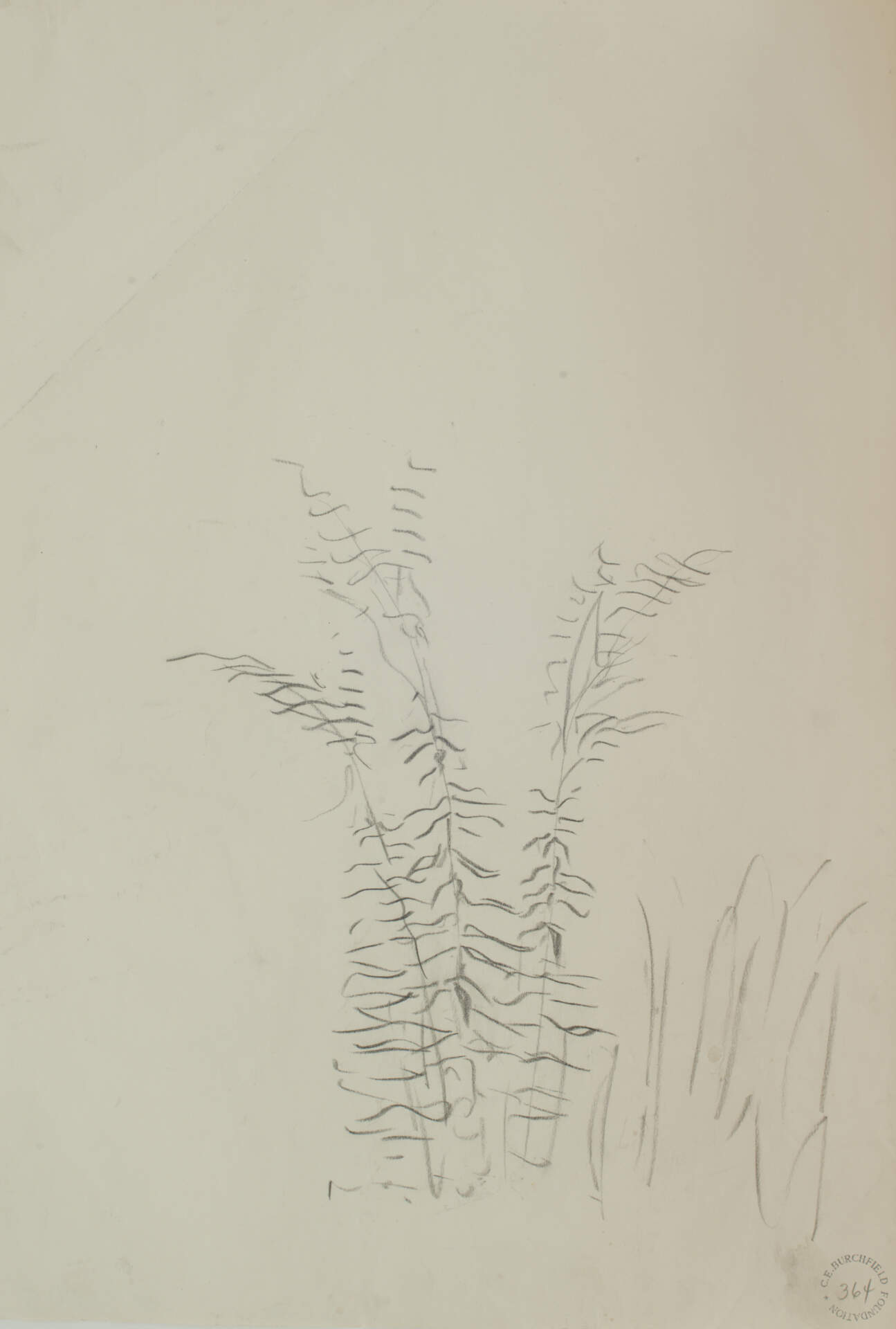 Ferns from Genesee Road at Moore
