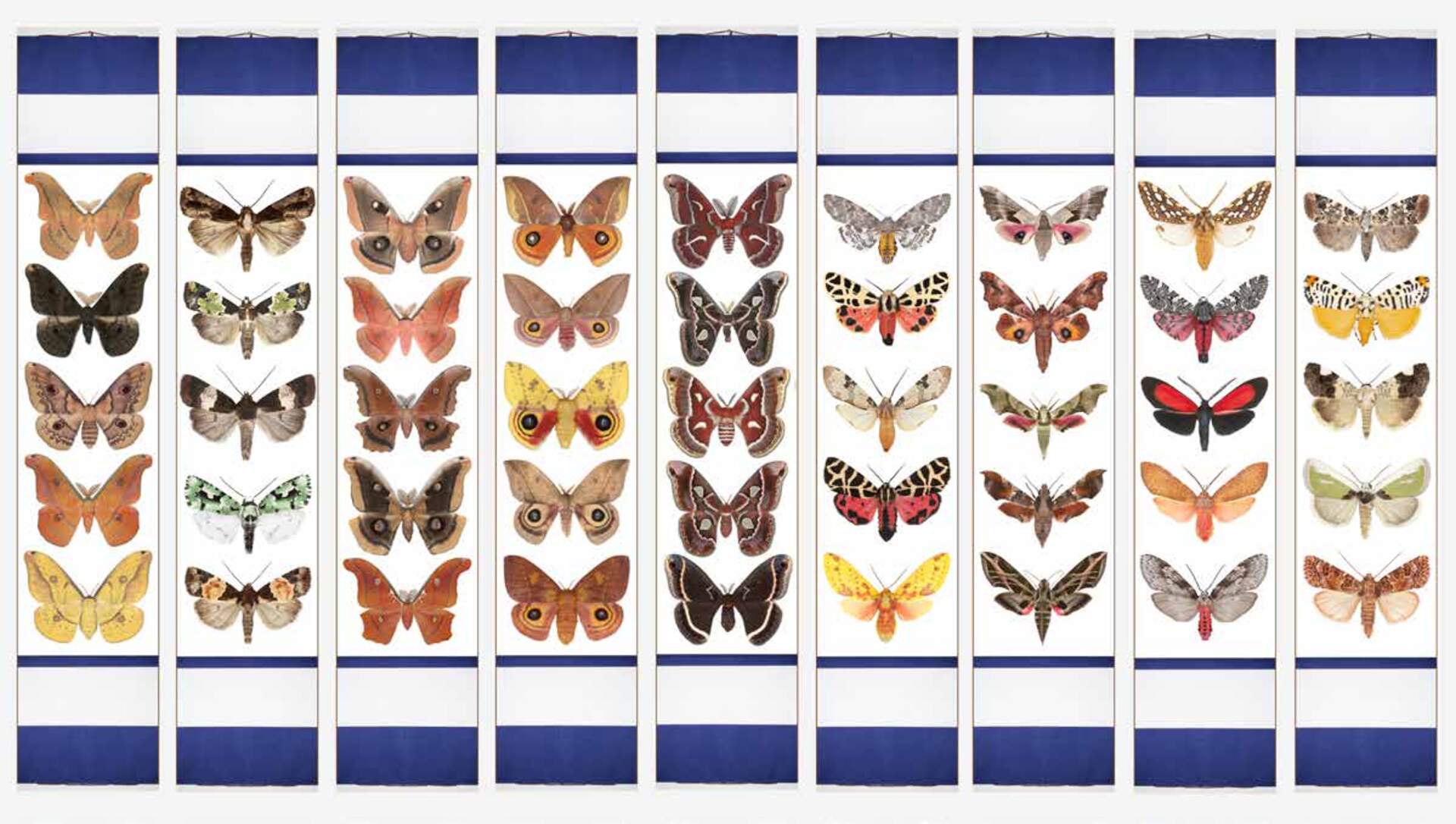 Joseph Scheer Moths