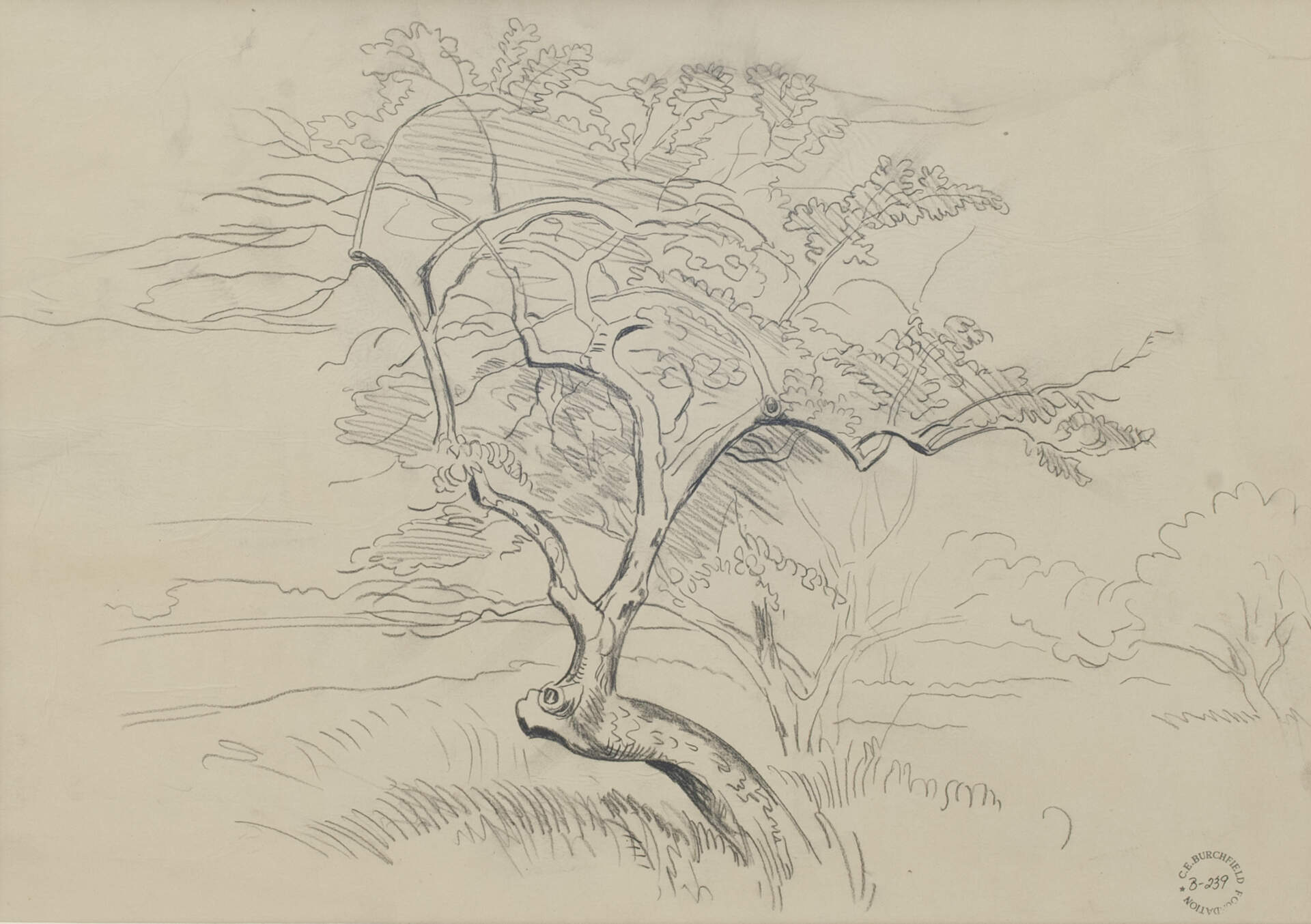 Tree Study
