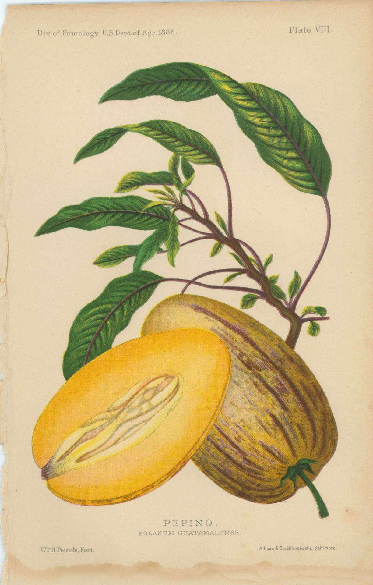 Pepino Solanum Guatamalense