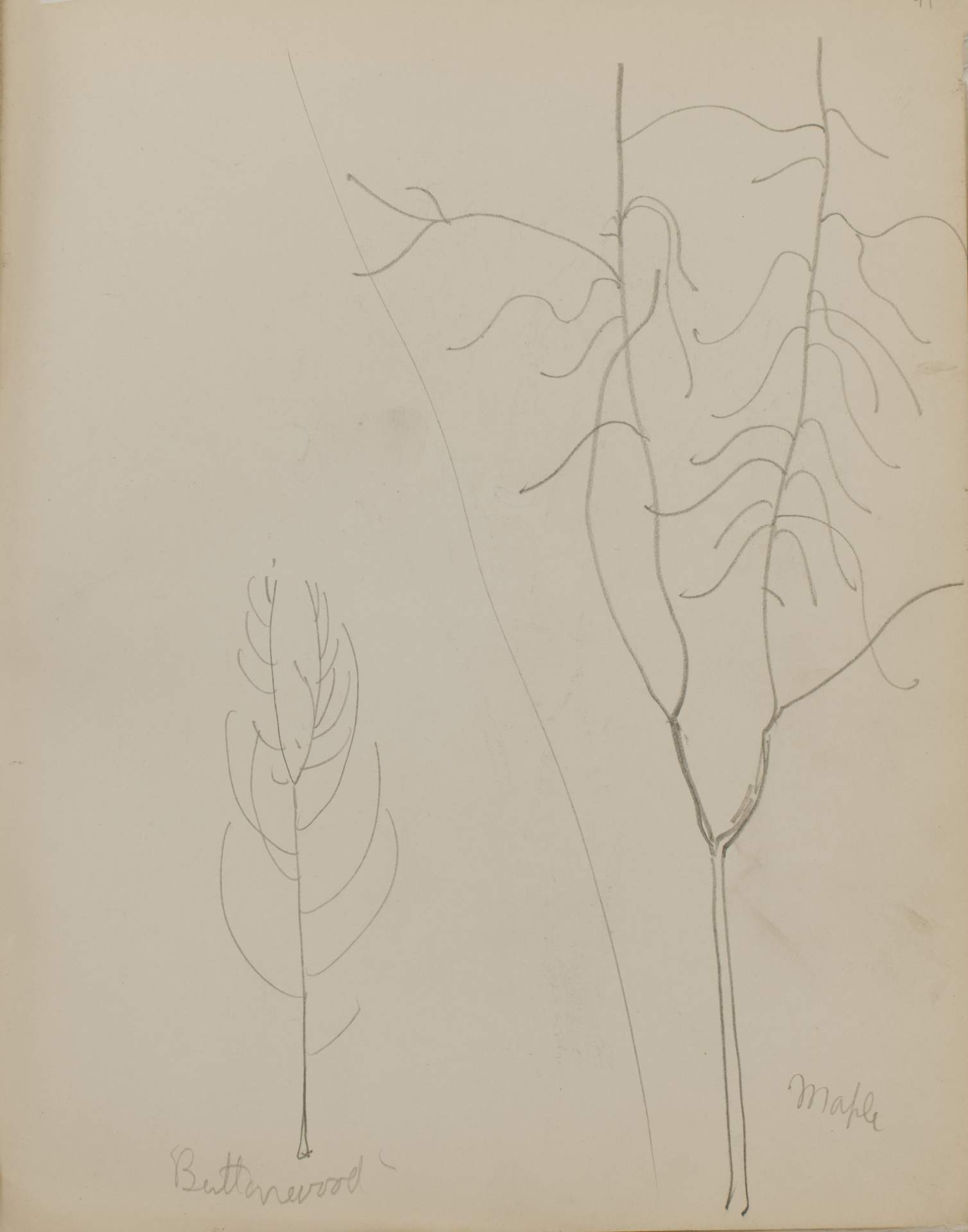 Untitled (sketch of maple and buttonwood trees)