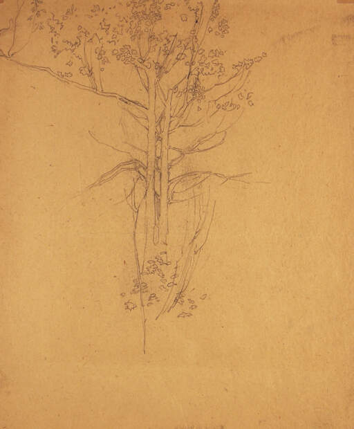 Tree Branches