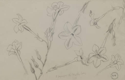 Flower Study No. 2 Sphynx and Milky Way
