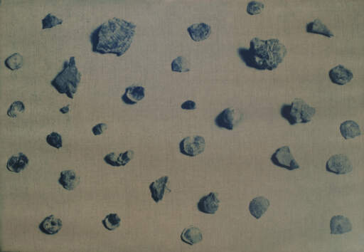 Devonian Fossils from Niagara County