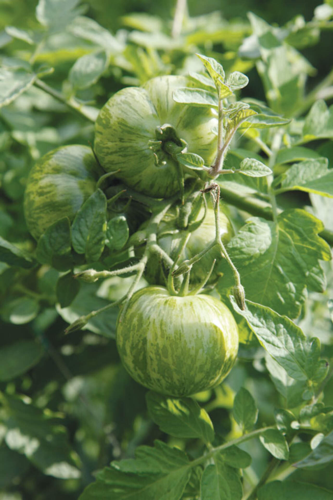 <em>Buffalo Spree </em> presents Grow Your Own