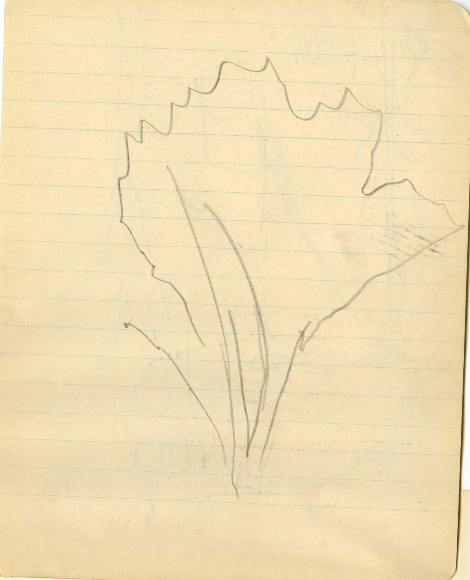 Sketch of tree outline