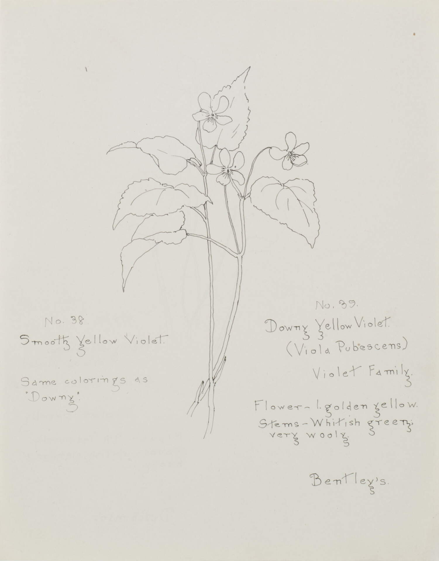 Downy Yellow Violet (Viola Pubescens)