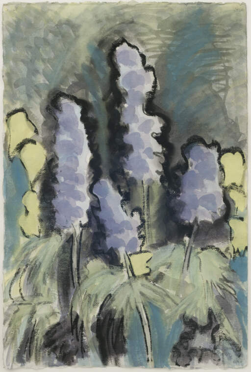 Delphinium
