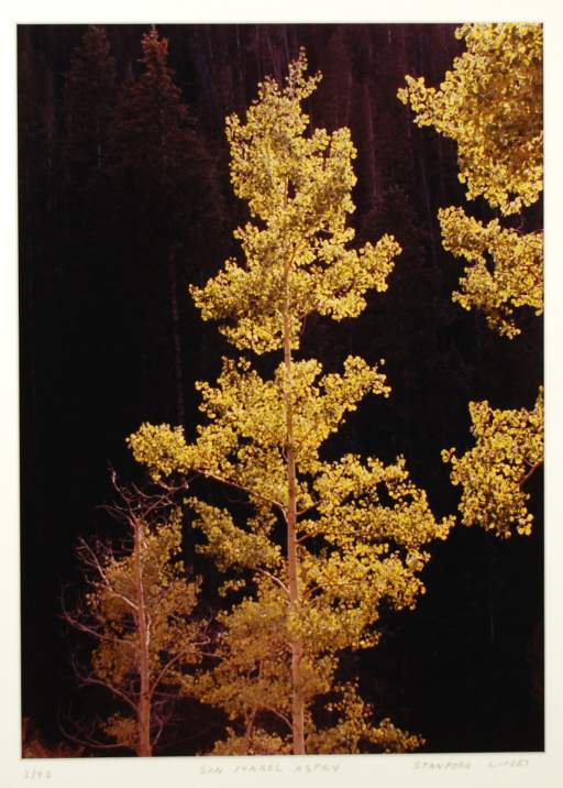 San Isabel Aspen, San Isabel National Forest, Colorado