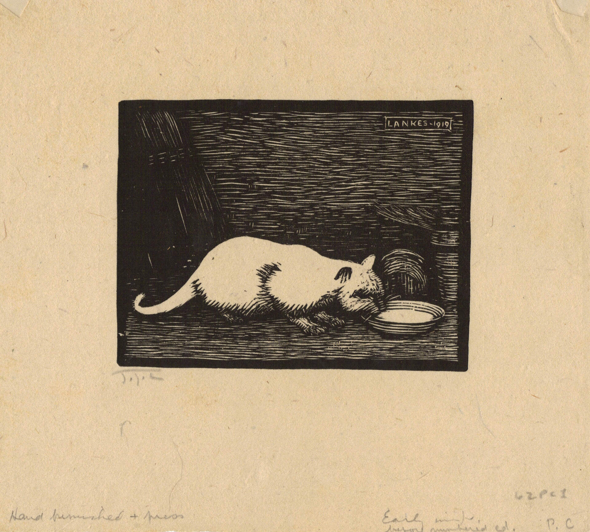 White Cat