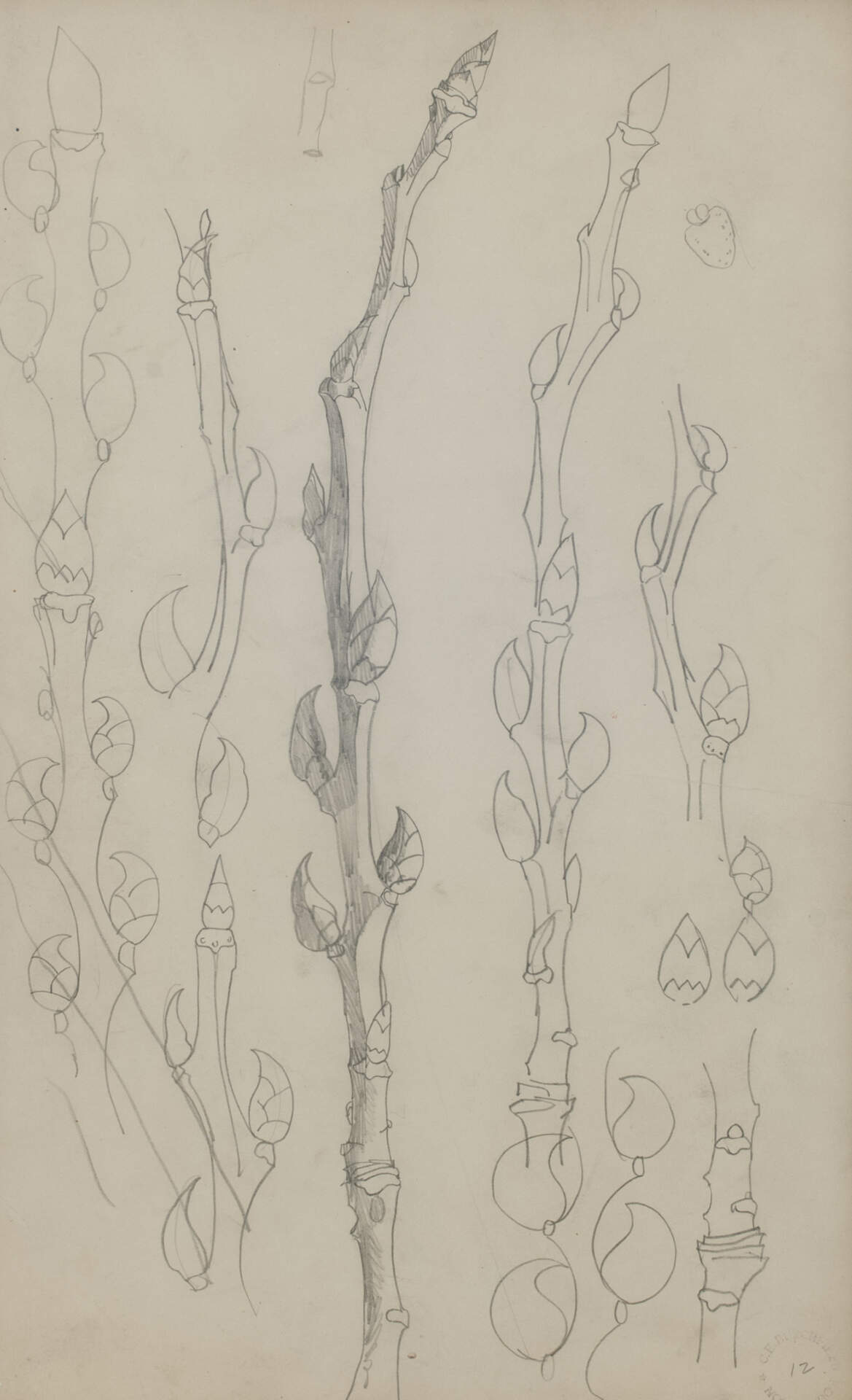 Poplar Buds