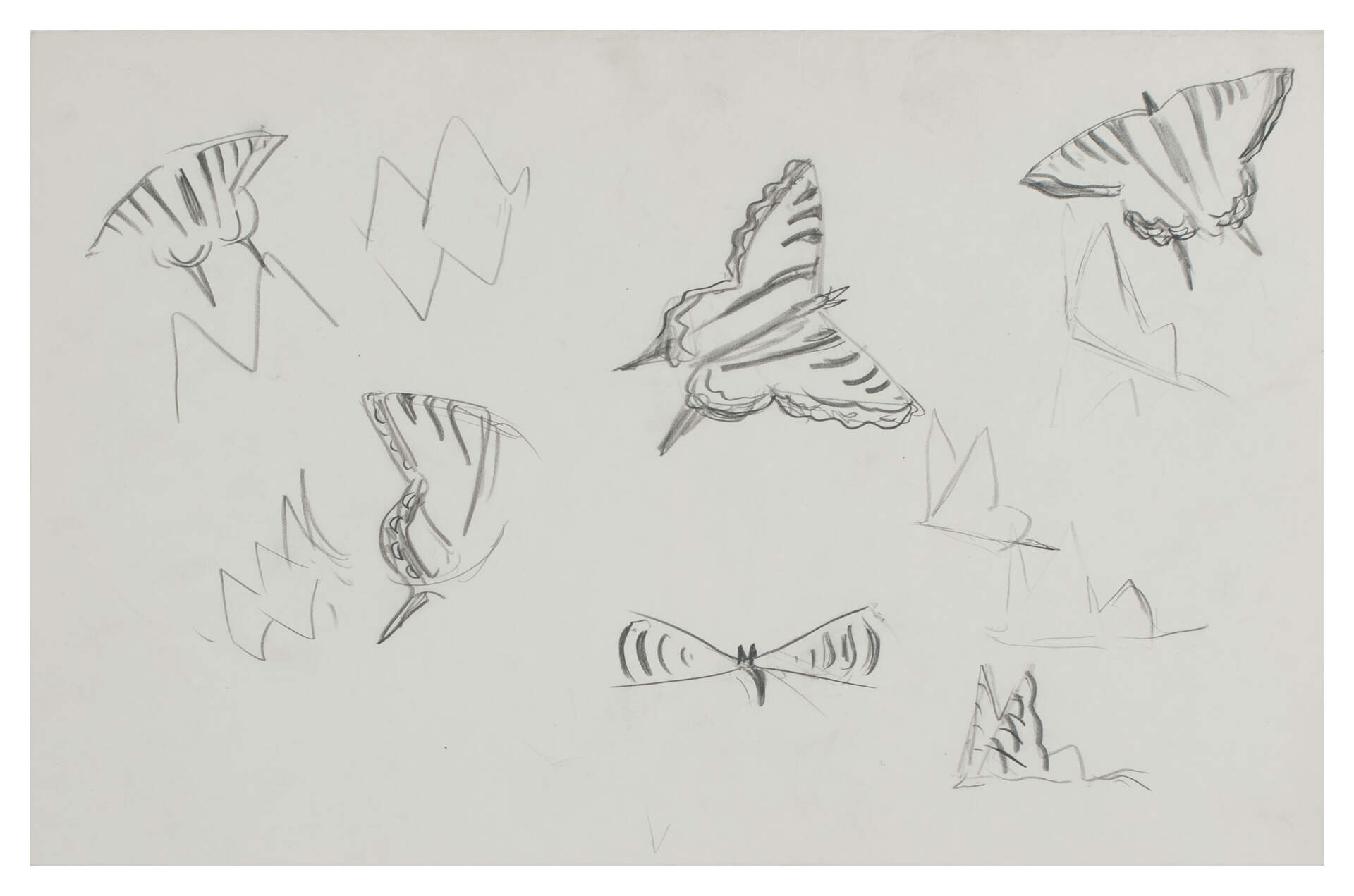 Eastern Tiger Swallowtail (Study for Mid-June)