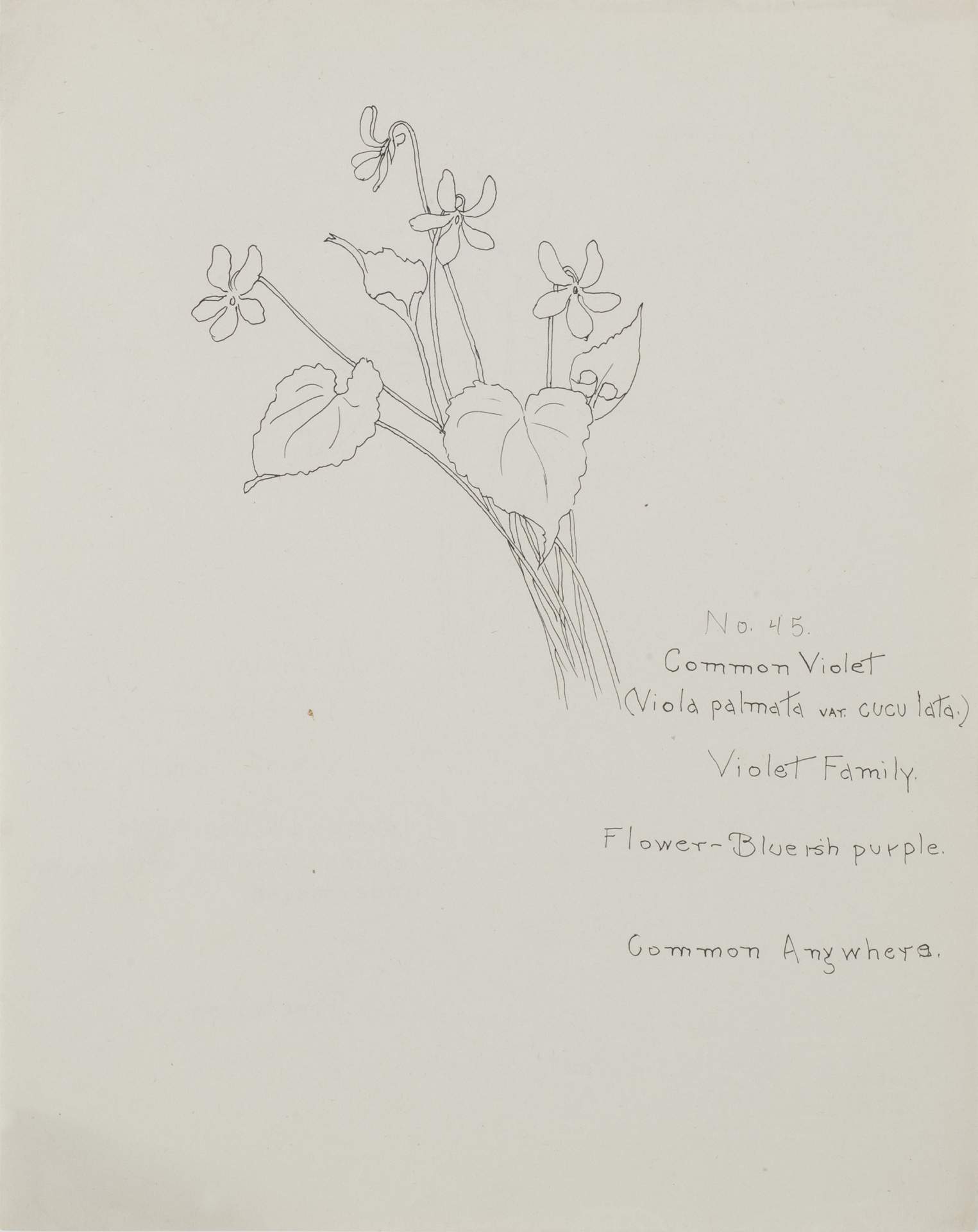 Untitled (Common Violet)